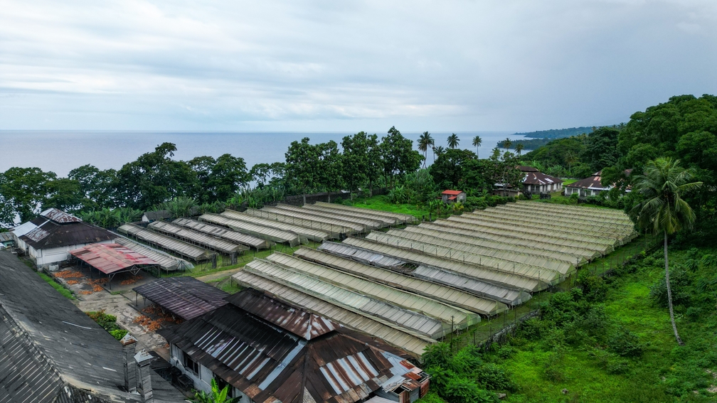 Aerial,View,Over,Cocoa,Beans,Drying,Under,Cover,,On,The